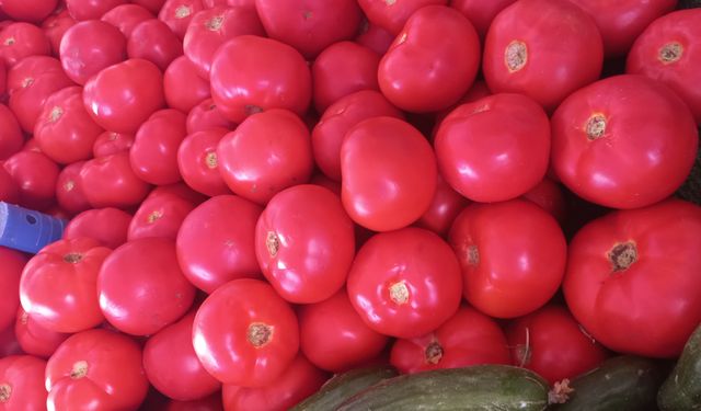 Domates İhracatı 401 Milyon Dolara Ulaştı