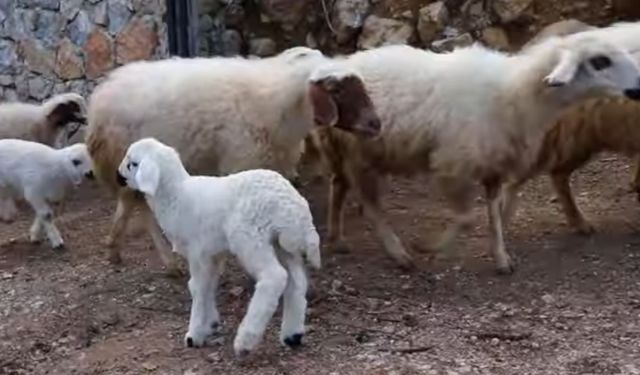 Türkiye Hayvancılıkta Avrupa’nın Zirvesinde