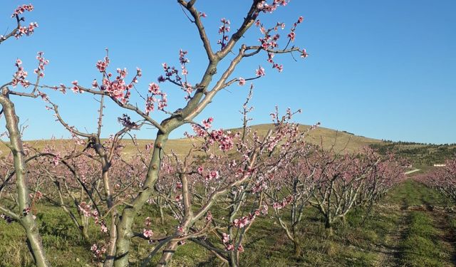 Bordo Bulamacı Hazırlama Rehberi