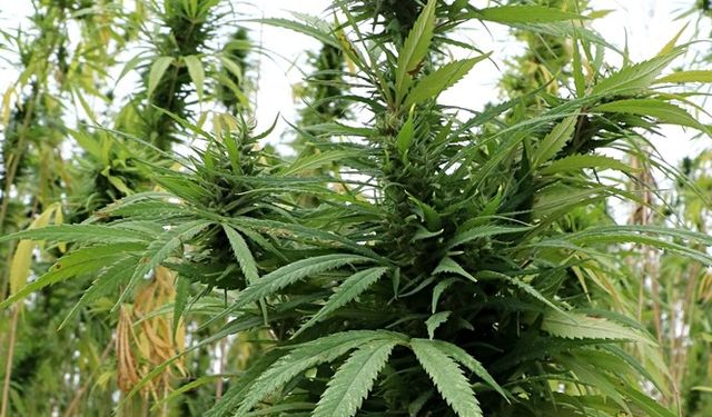 Kenevir Yetiştiriciliğinde Yeni Dönem