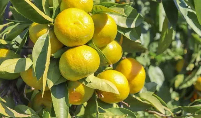 Narenciye Üretimi İklim ve Pazar Baskısı Altında