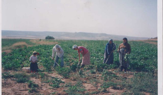 Türkiye'de Şeker Pancarı Üretiminde Rekor