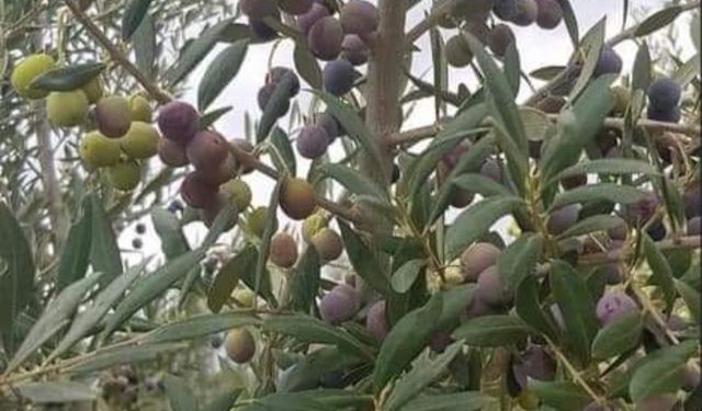 Zeytin Üretiminde Kuraklık Kaliteyi Düşürdü