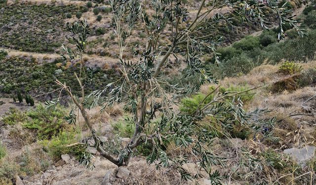 Zeytin Fidanlarına Domuz Zararı Artıyor