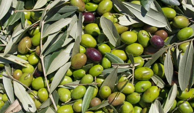 Zeytin ve Zeytinyağı Üretiminde Rekor Beklenti