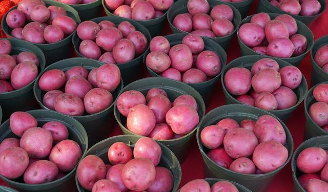 Yerli Patates “Nahita” AB’ye Tescil İçin Götürüldü