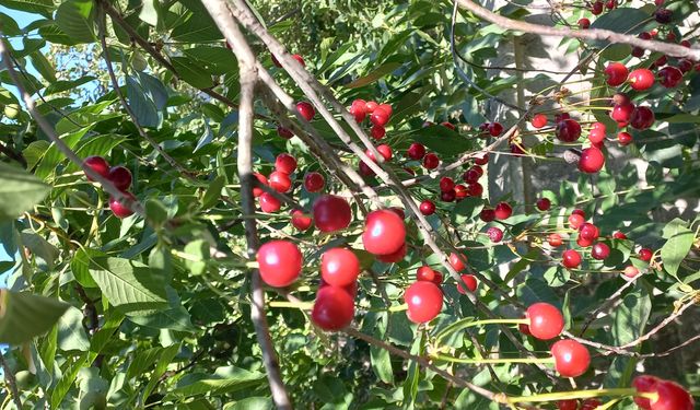 Türkiye, 7 Tarım Ürününde Dünya Lideri Konumunda