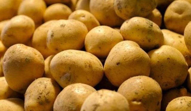 2.223 Ton Tohumluk Patateste Virüs Tespit Edildi