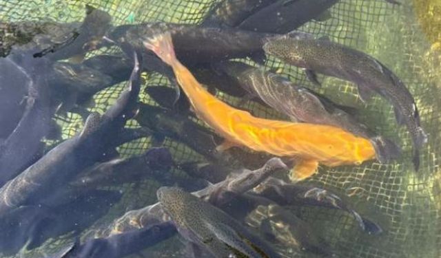 Van’da Alabalık Üretiminde Kış Mesaisi Başladı