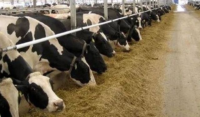 Yem Sanayisinde Ramazan Dönemi Fiyat Sabitleme Kararı