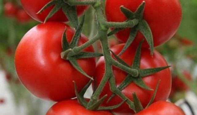 Domates İhracatında 2026 Hedefi