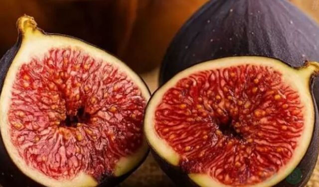 Dünyanın En İyi İnciri Türkiyeden