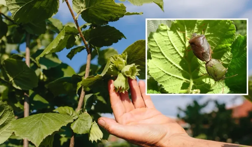 Fındıkta Kaliteyi Artıracak Önemli Proje Sürüyor