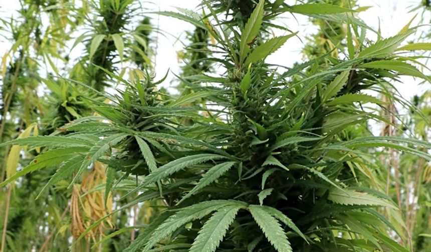 Kenevir Yetiştiriciliğinde Yeni Dönem