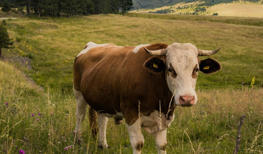 Kırsalda Bereket Projesi ile Anaç Hayvan Sayısın Artırılıyo