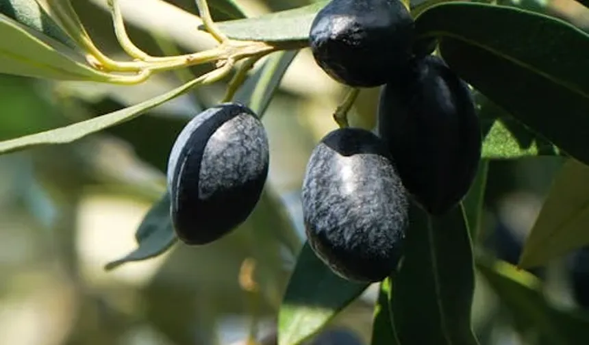 Marmarabirlik 2025/2026 Zeytin Alım Fiyatlarını Açıkladı