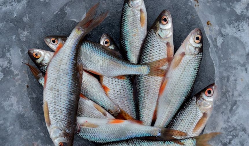 Su Ürünlerinde Rekor: İhracat 2,2 Milyar Dolara Ulaştı