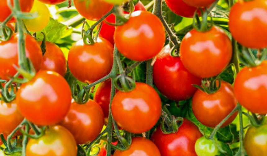 Yumaklı’dan “İsrail domatesi” iddialarına net yanıt