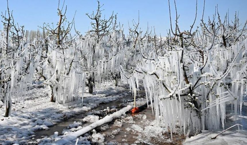 Zirai Dondan Etkilenen Çiftçilere Devlet Desteği!