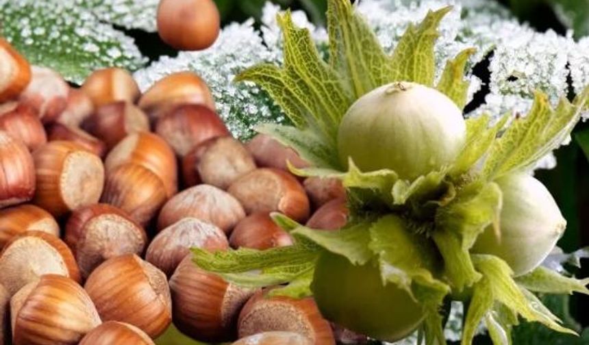 Zirai Don Fındıkta Rekolteyi Vurdu, Fiyatlar Tavan Yaptı