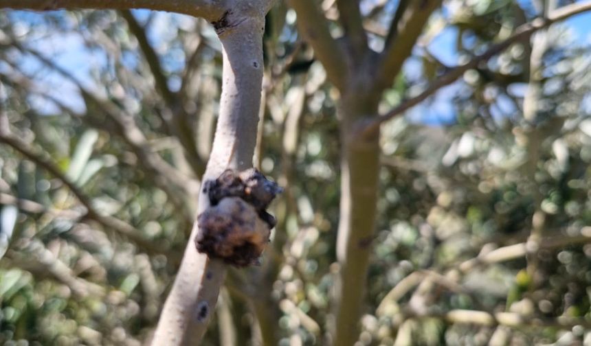 Zeytin Dal Kanseri (Pseudomonas savastanoi pv. savastanoi),