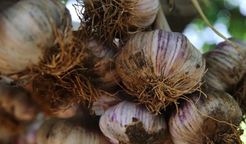 Taşköprü Sarımsağına Rakip  Muğla Sarımsağında Hasat Zamanı