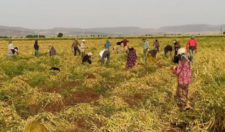 Gençler Tarıma Kazandırılacak: ‘Köye Dönüş’ Seferberliği