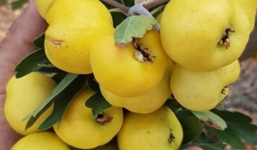 Alıçta Hasat Başladı: Kilosu 200 TL'den Alıcı Buluyor
