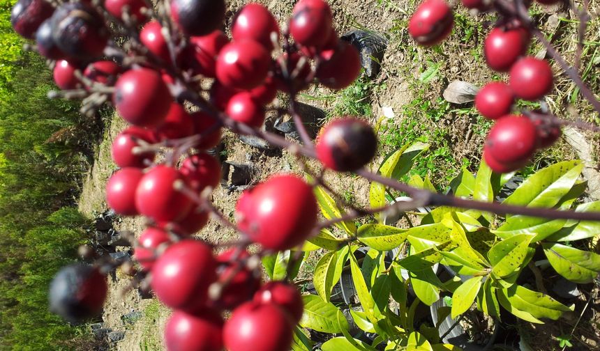 Türkiye, Orman Meyvelerinde Yeni Dönem