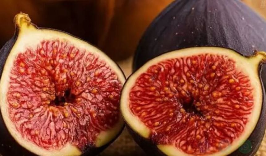 Dünyanın En İyi İnciri Türkiyeden