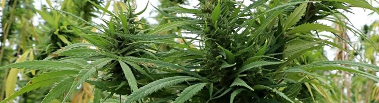 Kenevir Yetiştiriciliğinde Yeni Dönem