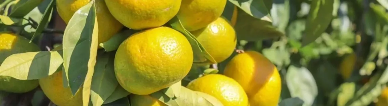 Satsuma Mandalinada İhracat Mesaisi Başladı