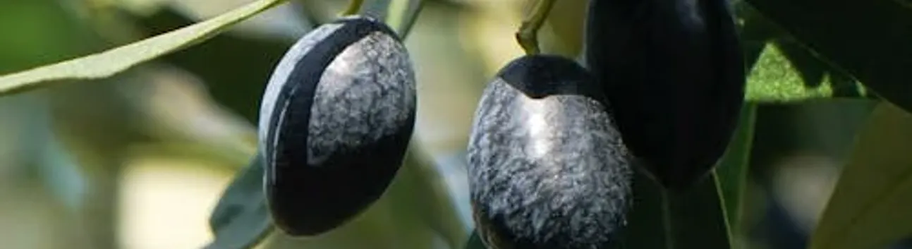 Marmarabirlik 2025/2026 Zeytin Alım Fiyatlarını Açıkladı