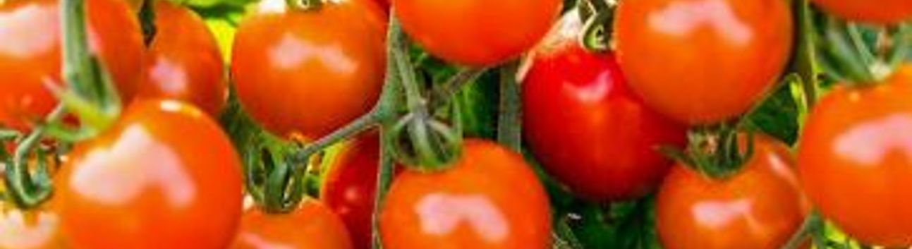 Domates İhracatı 401 Milyon Dolara Ulaştı