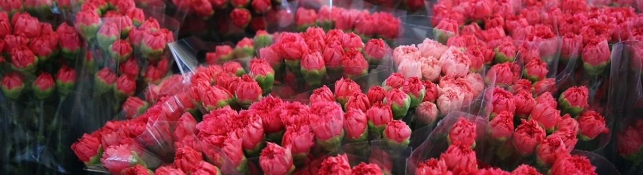 Türkiye’nin Çiçek İhracatı 2025’te Rekor Kırdı