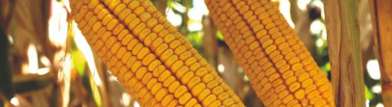 TİGEM, 1400 Ton Dane Mısırı Açık Artırmayla Satışa Sunuyor