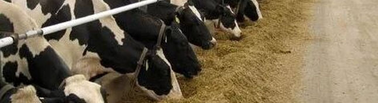 Yerel Kalkınma Hamlesi Teşvik Programı