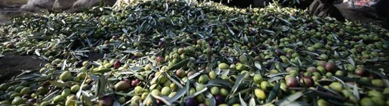 Türkiye, zeytin ve zeytinyağında dünya ikinciliğini pekiştirdi