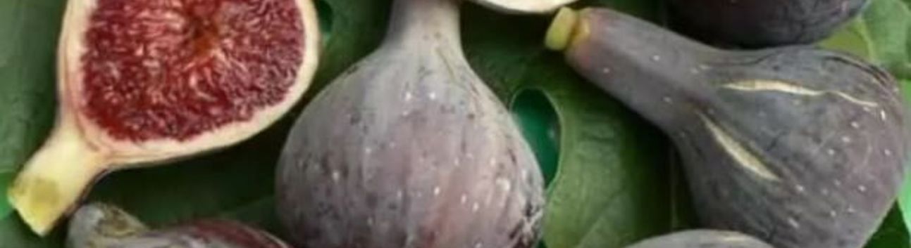 Dünyanın En İyi İnciri Türkiyeden