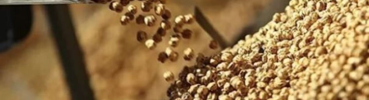 Leblebiden Diyet Yapanlara İyi Haber