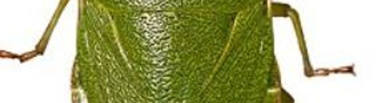 Doğu Karadeniz’de Üçlü İstilacı Alarmı